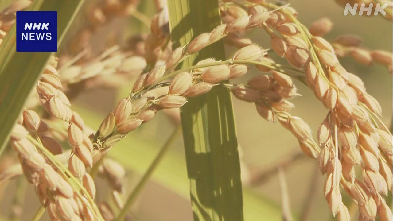 The government calculated the amount of rice needed in a year.