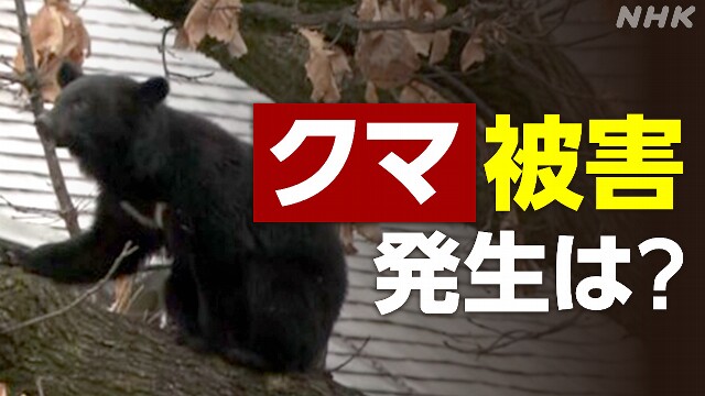 Bears attack people, often from the evening to the morning.