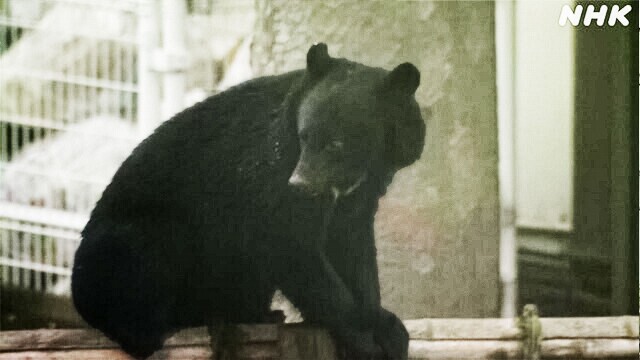 In six months, 108 people were attacked by bears.