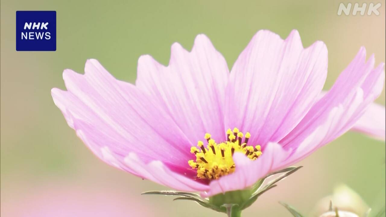 2.4 million cosmos flowers bloom in the old capital of nara prefecture.