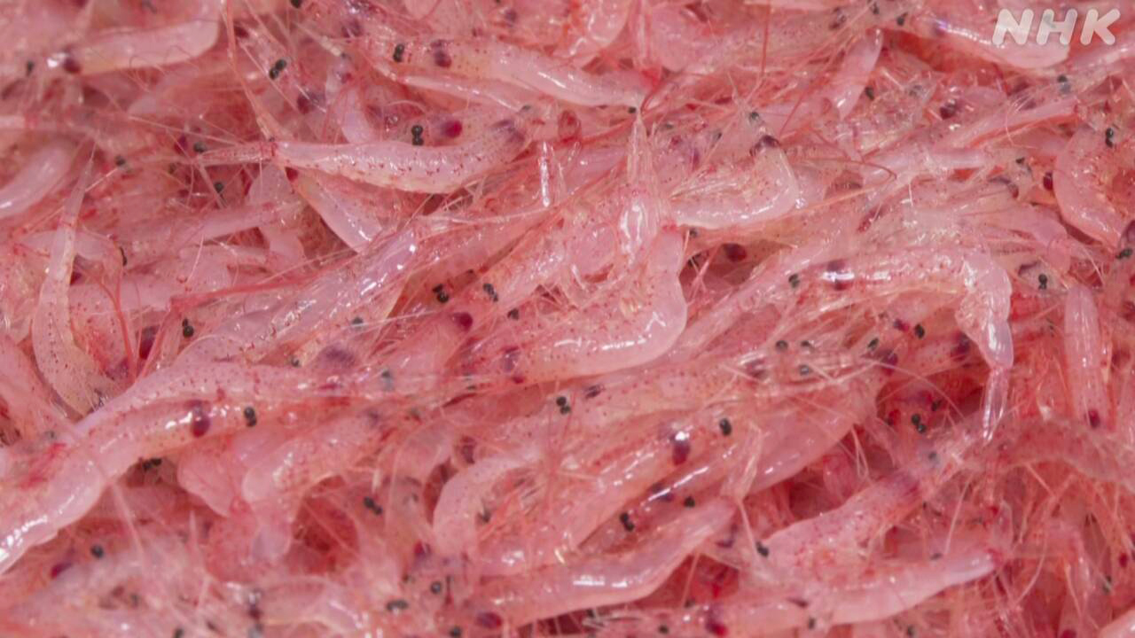 Autumn fishing of sakura shrimp in shizuoka prefecture begins
