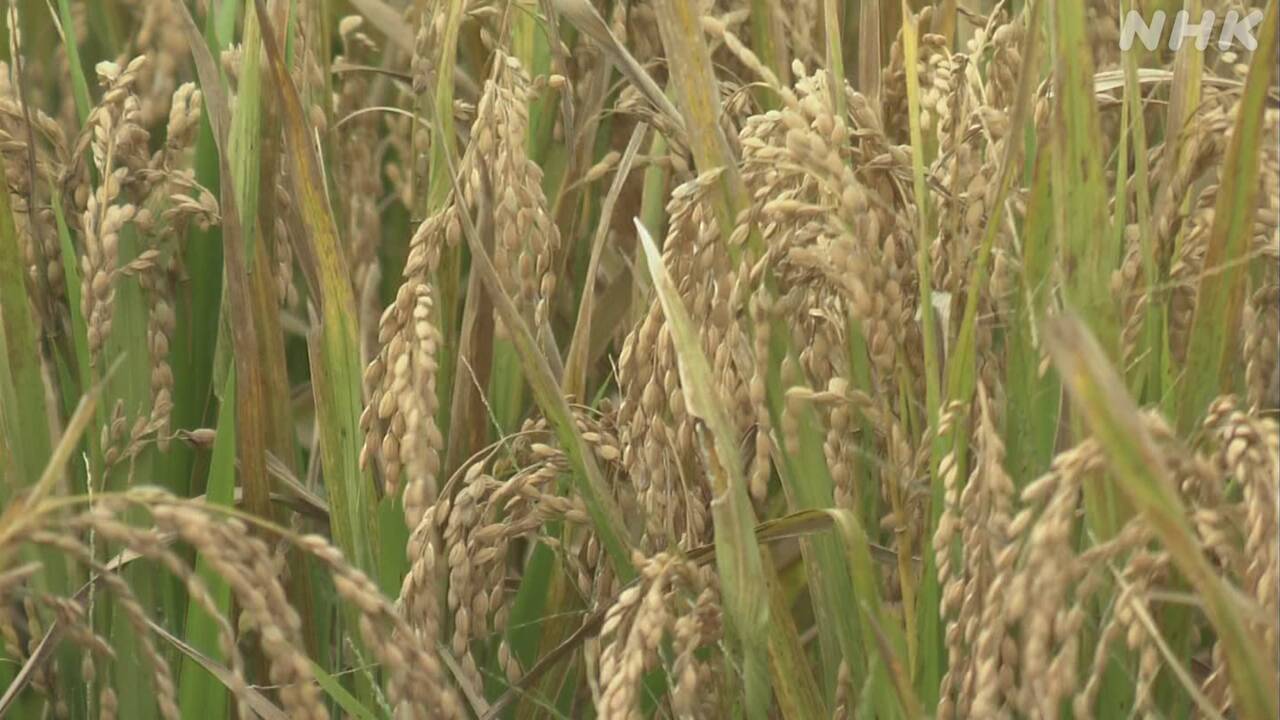 The number of people who think the price of rice will go down is increasing