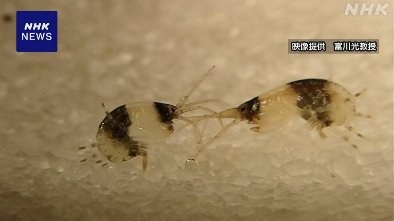 A panda similar in color to a shrimp was found in shirahama, wakayama prefecture.