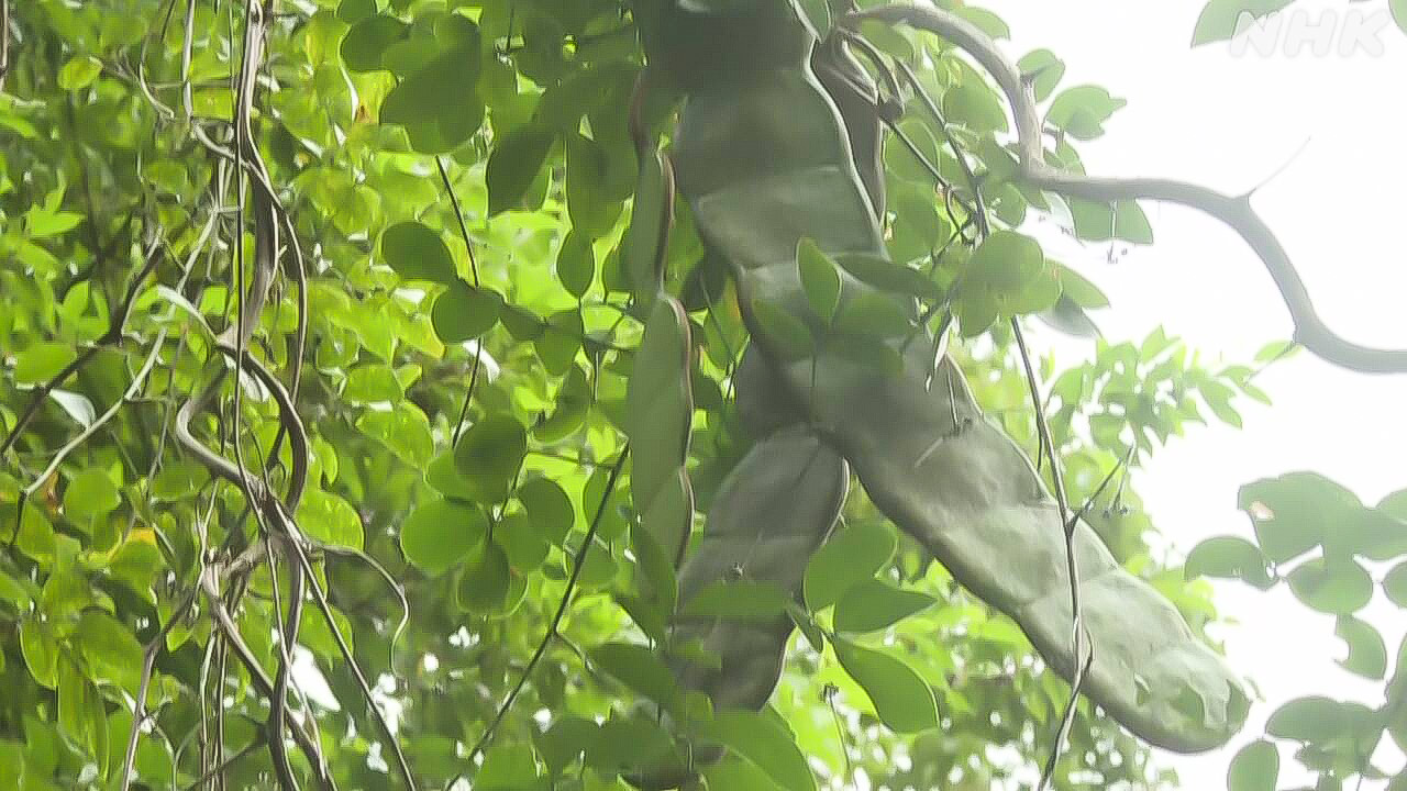A rare tree on amami island in kagoshima prefecture, "it's amazing to see it."