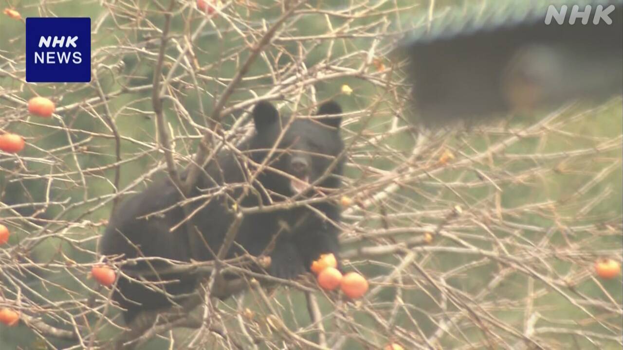 In the town of iwate prefecture, two bears climbed up and down persimmon trees