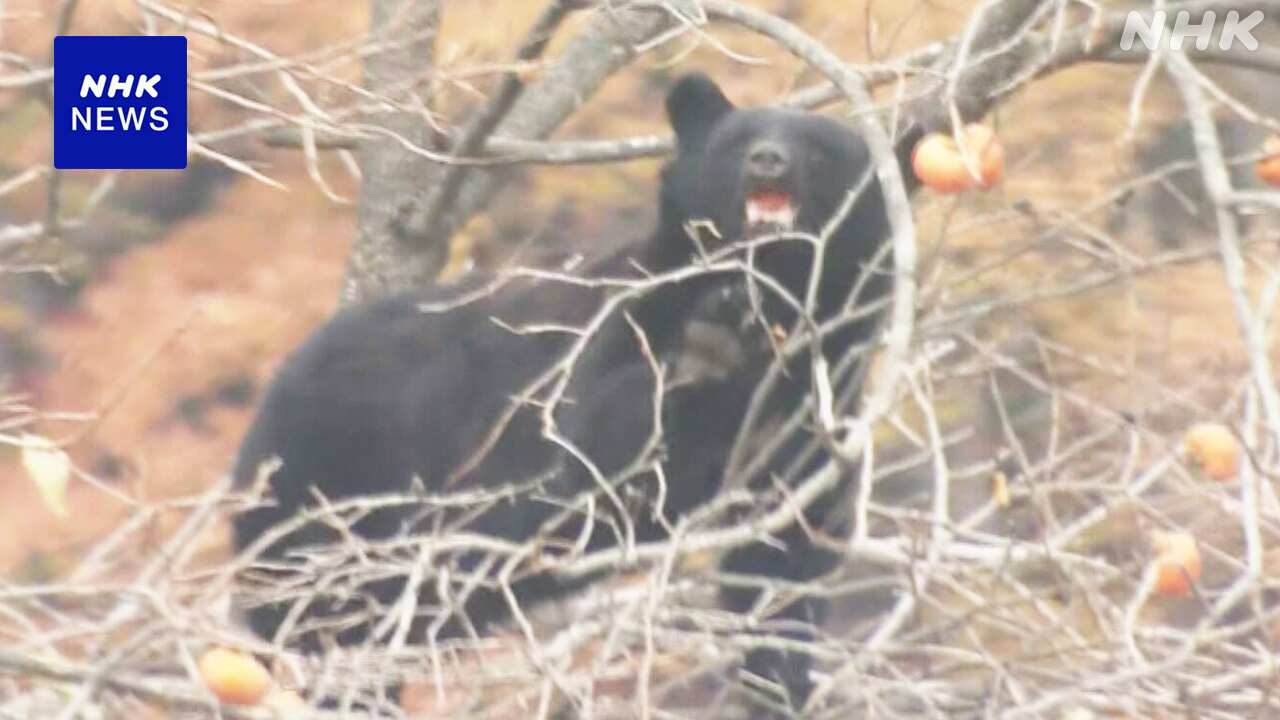 Use a rifle to catch a bear from a persimmon tree in iwaizumi, iwate prefecture