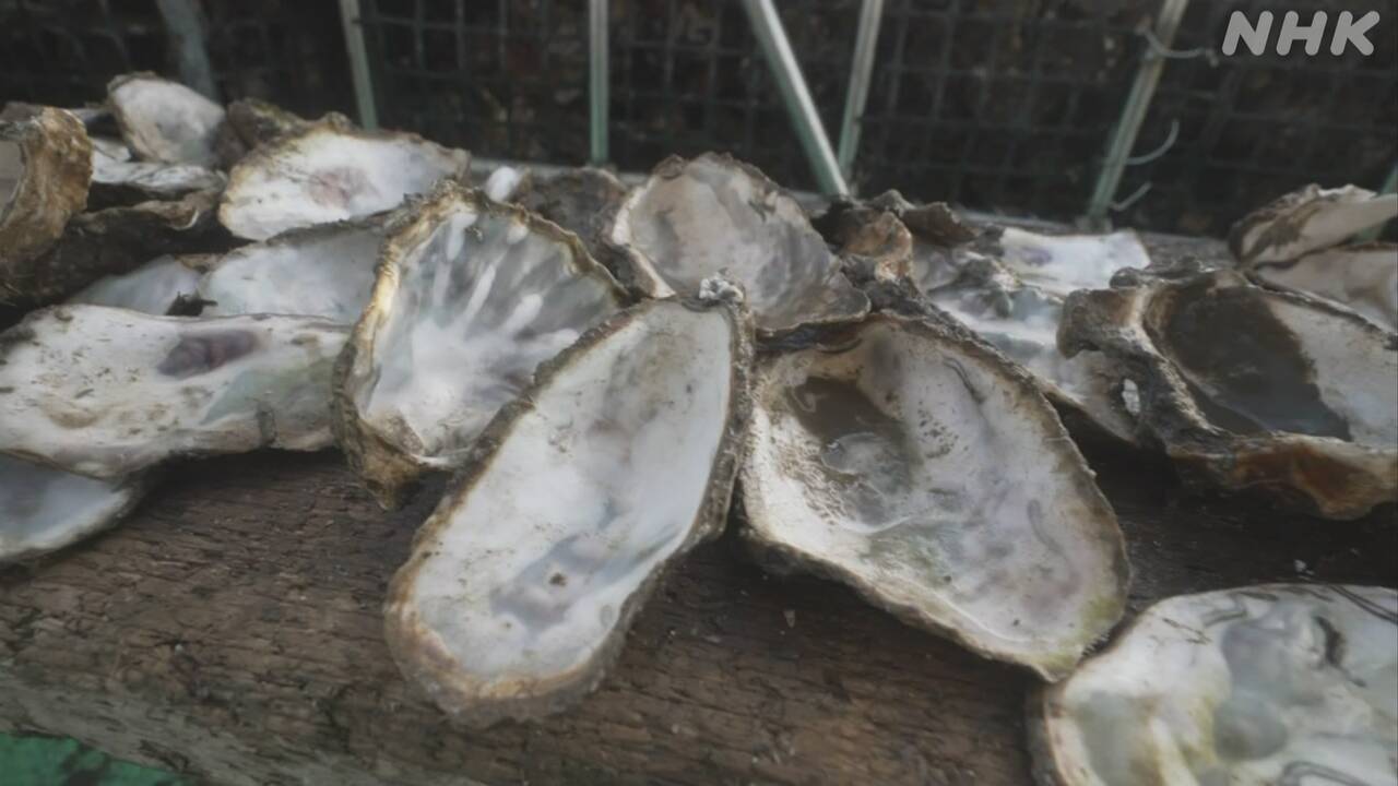 Many oysters grown in the sea in Hiroshima prefecture died