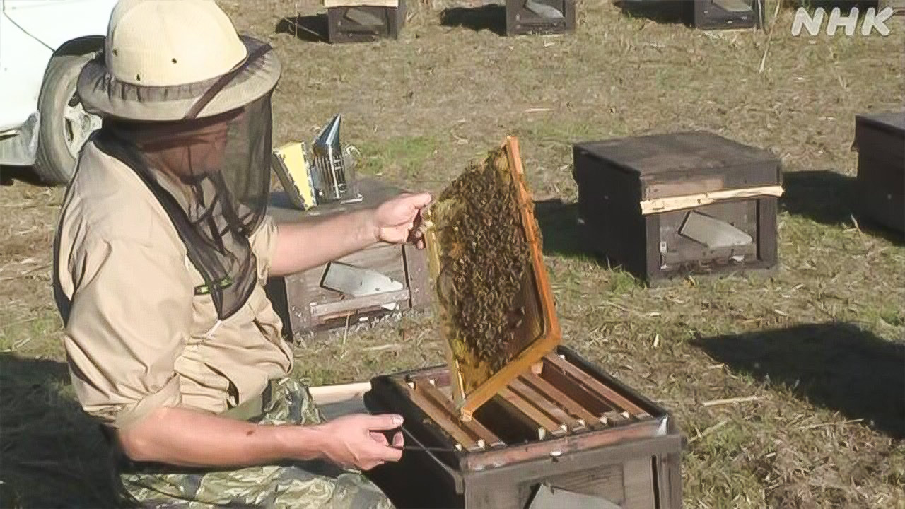 The bee moved to the warm boso peninsula to spend the winter