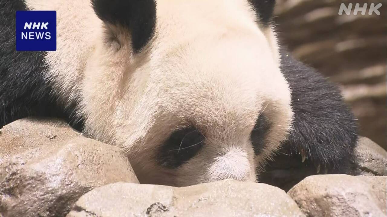 Pandas are going to disappear from Japanese zoos.