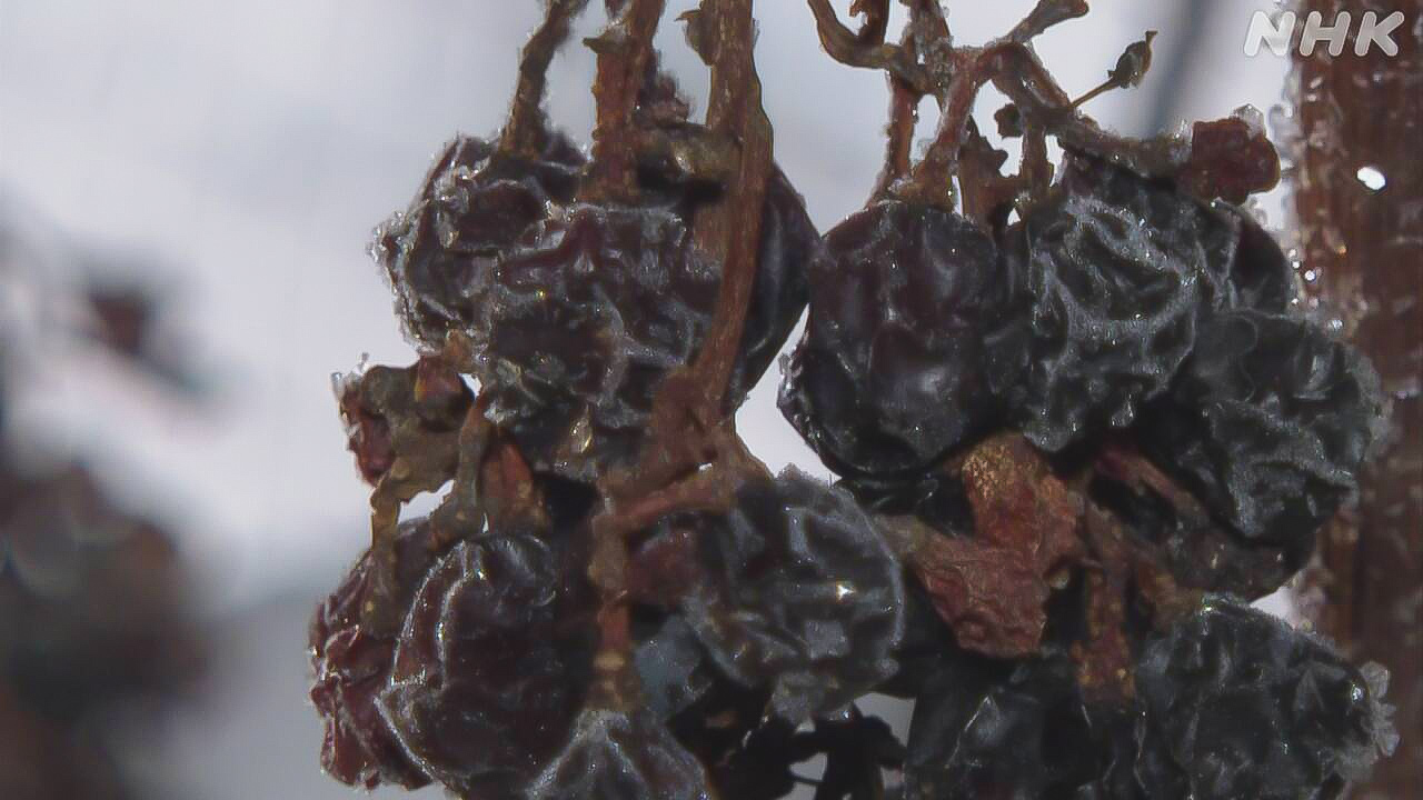 Cook "ice wine" from frozen grapes in Hokkaido