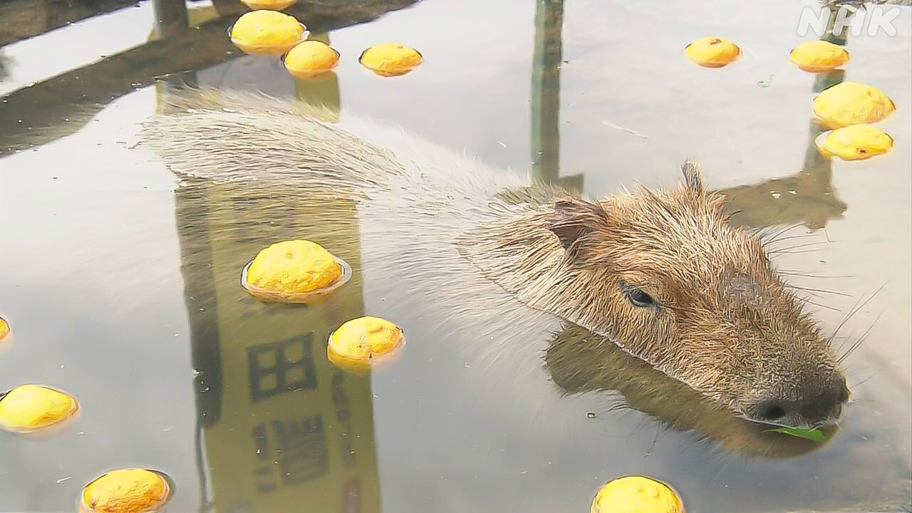 Capybara in yamaguchi prefecture enters the hot spring of yuzu