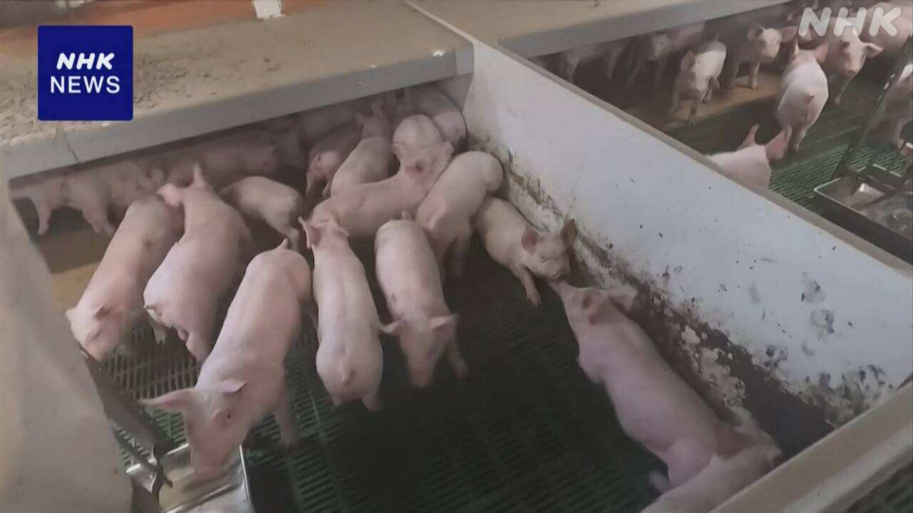 The price of Spanish pork could go up.