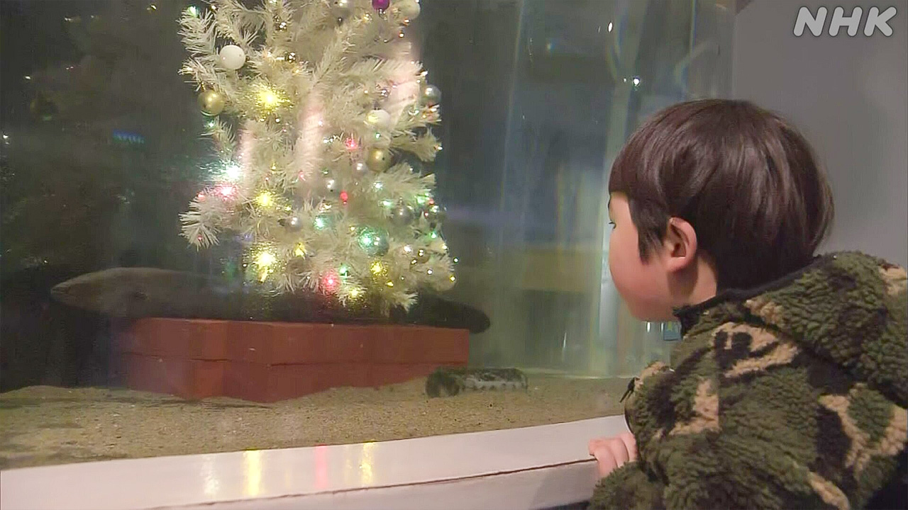 Sapporo aquarium the Christmas tree shines in the denki eel tank
