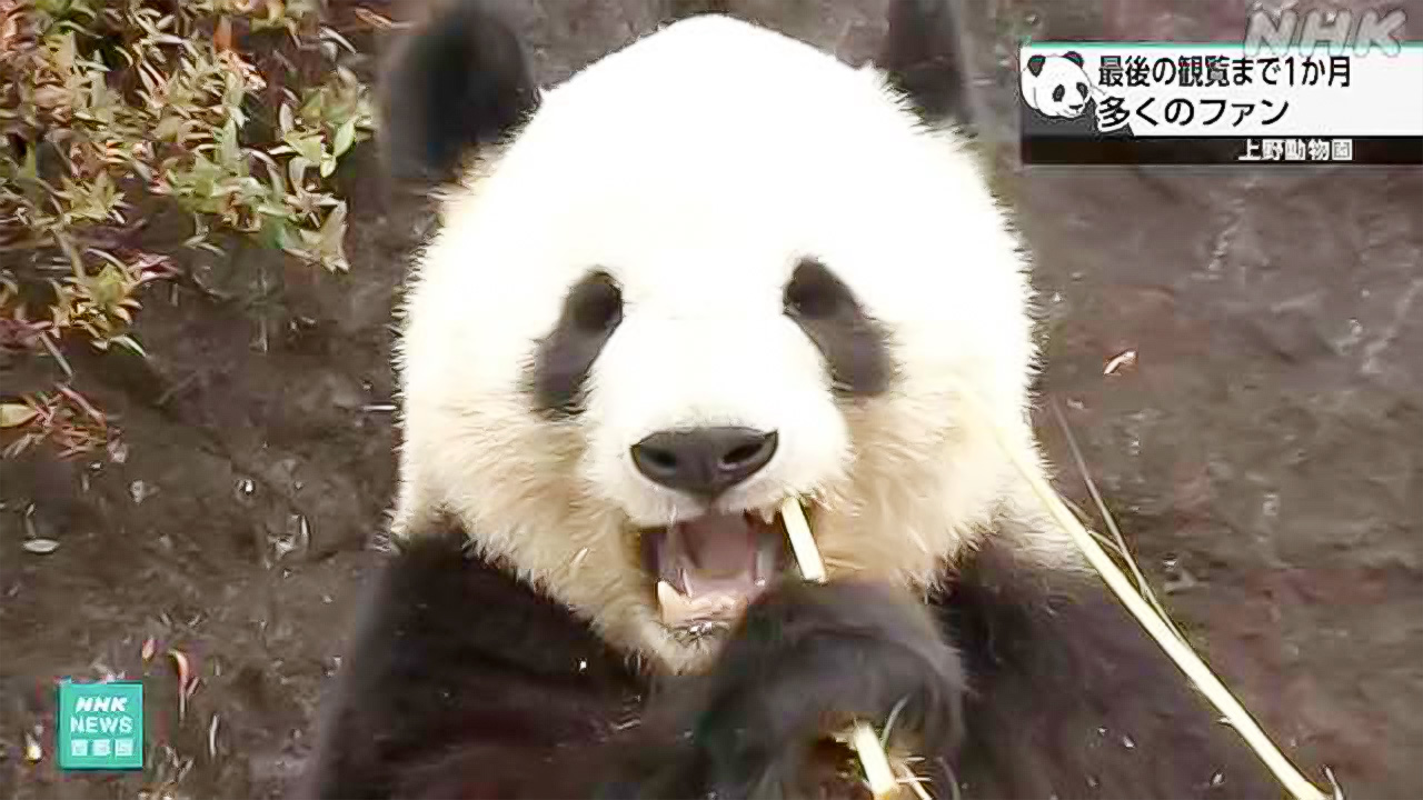 Ueno zoo pandas can only be seen "one more month"