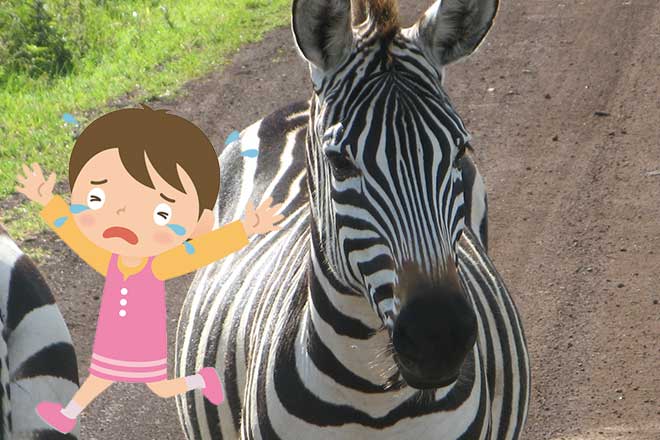 The zebras escaped!