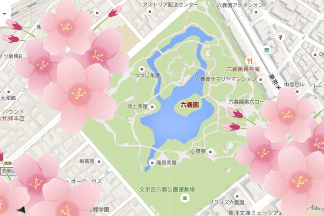 cherry blossom