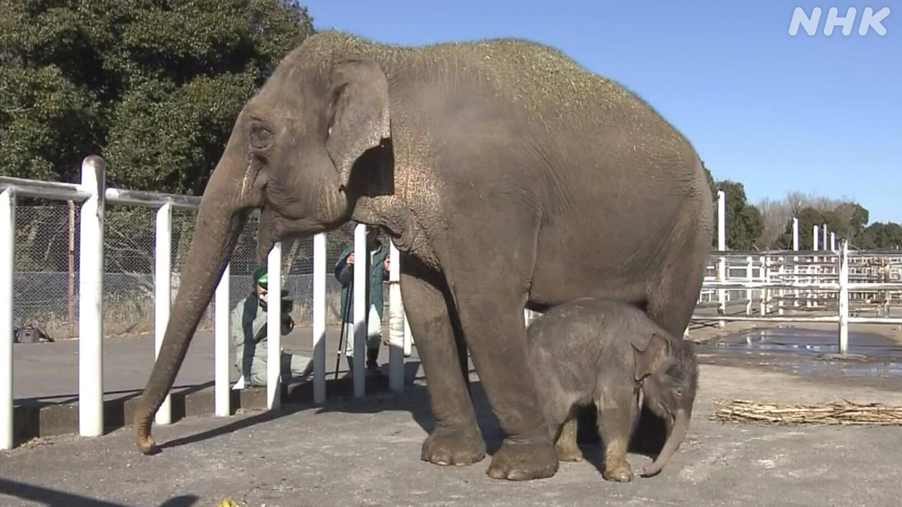 Oita Prefecture A baby Asian elephant was born.