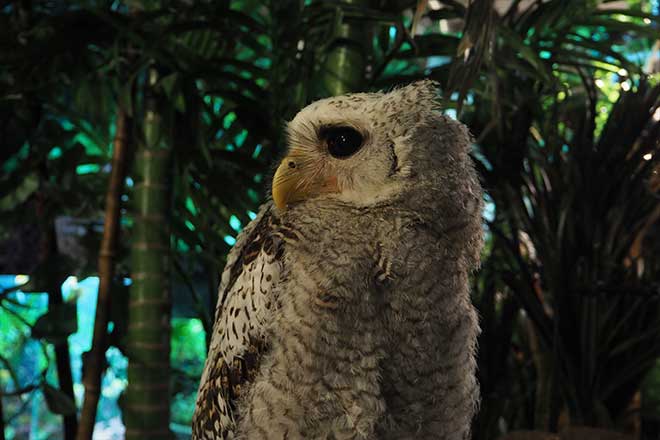 I went to an owl cafe.