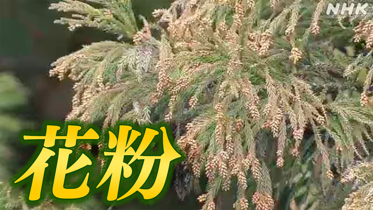 Cedar pollen likely to be higher in Hokkaido, Osaka, etc.