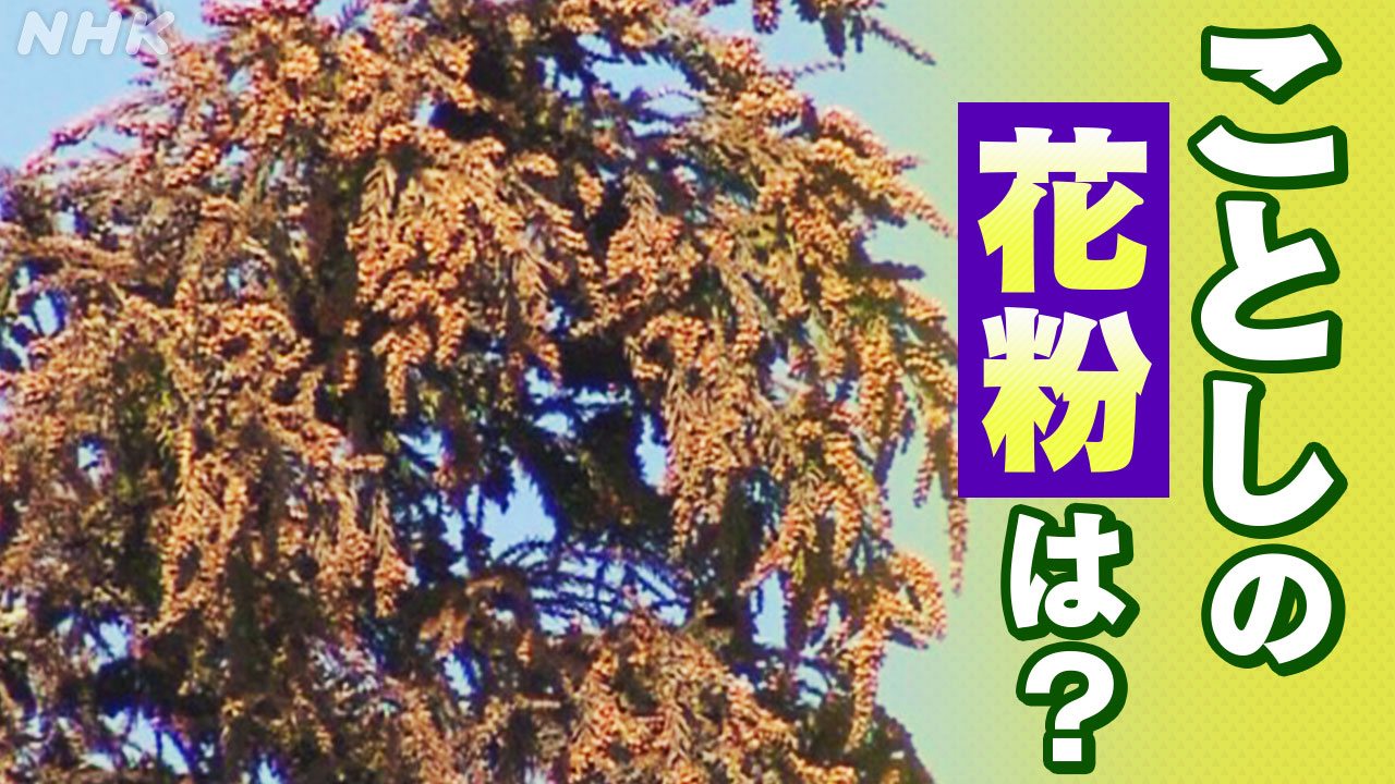 Pollen is going to fly suddenly in large numbers around the end of February.