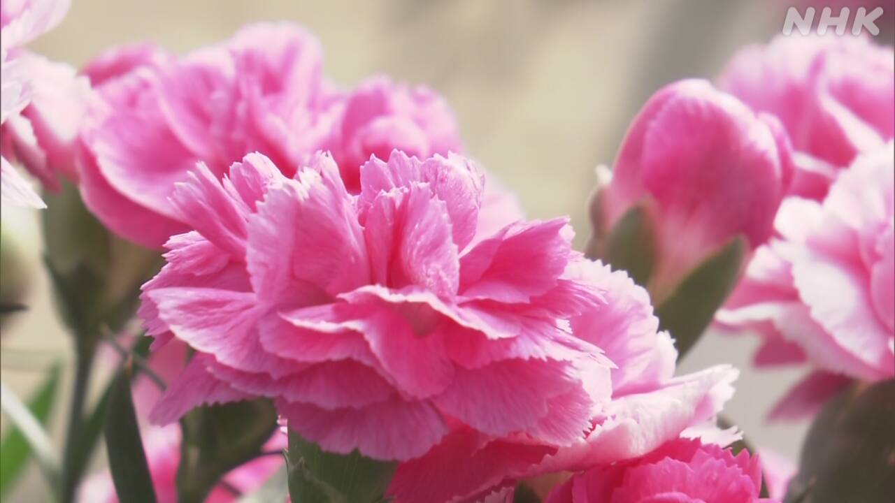 Give "hard-to-fall flowers" to those taking the test.