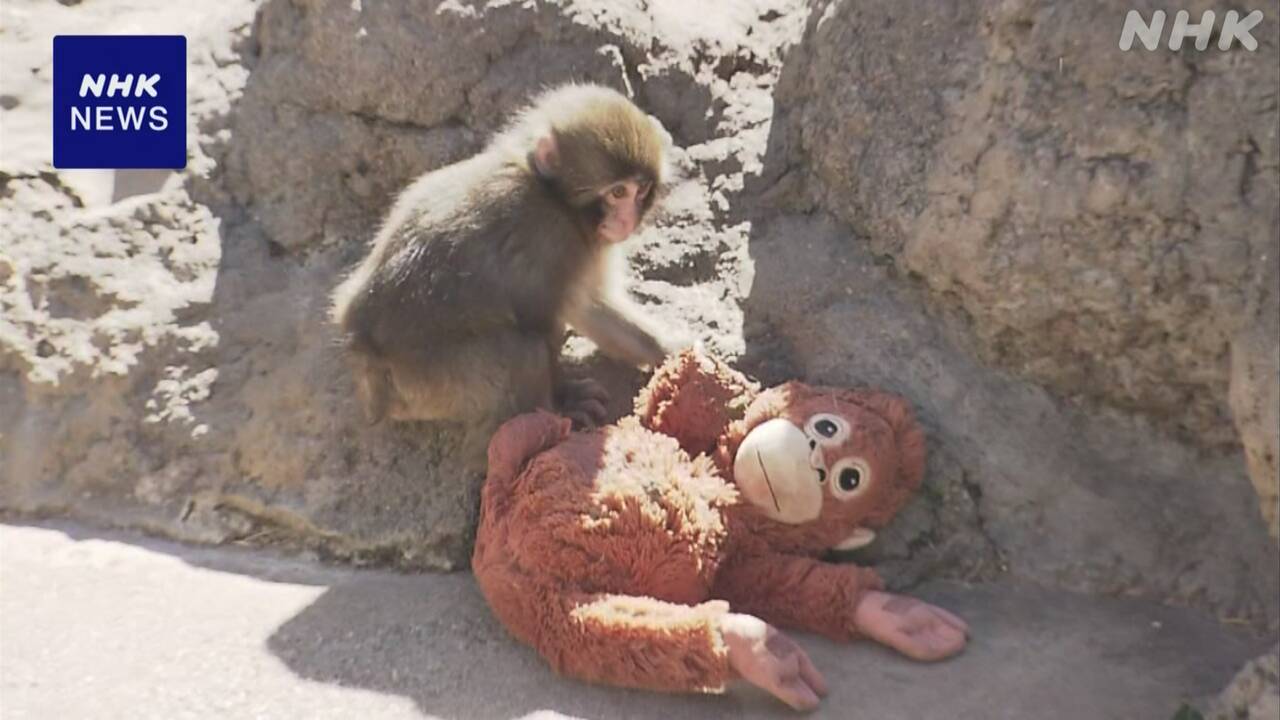 Chiba Zoo: Children's monkeys playing with stuffed animals are popular