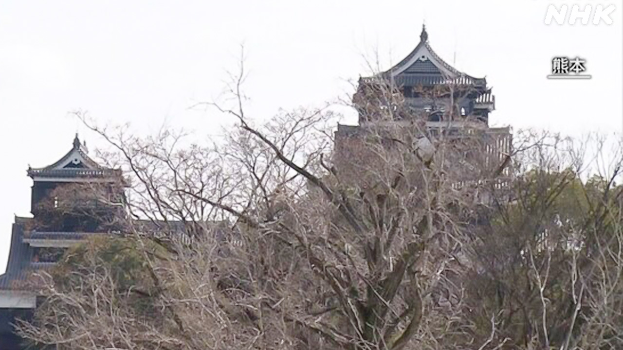 Kumamoto Castle: A New Kind of Cherry Blossom Found