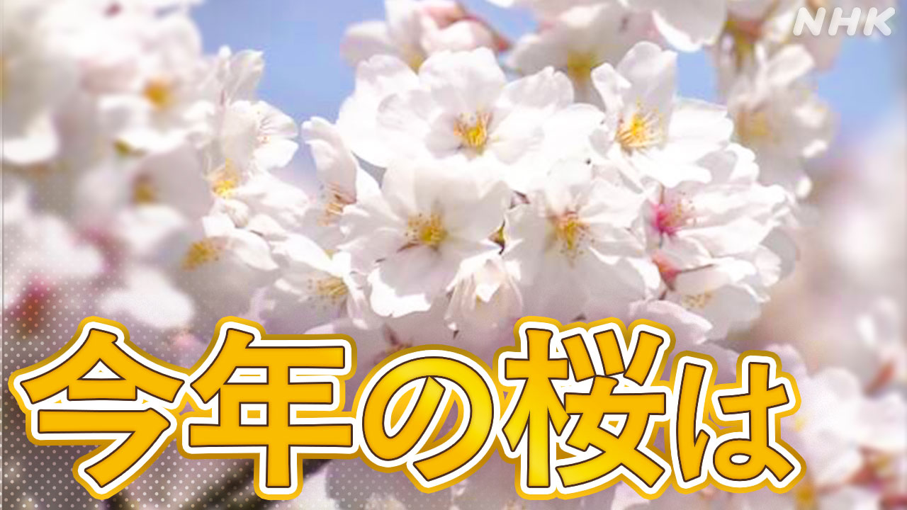 Cherry blossoms, blooming earlier than usual