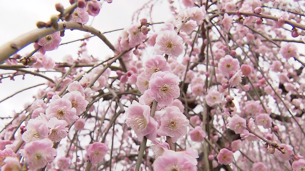 Mimuroto-ji Temple in Kyoto, Japan, with beautiful weeping plum blossoms.