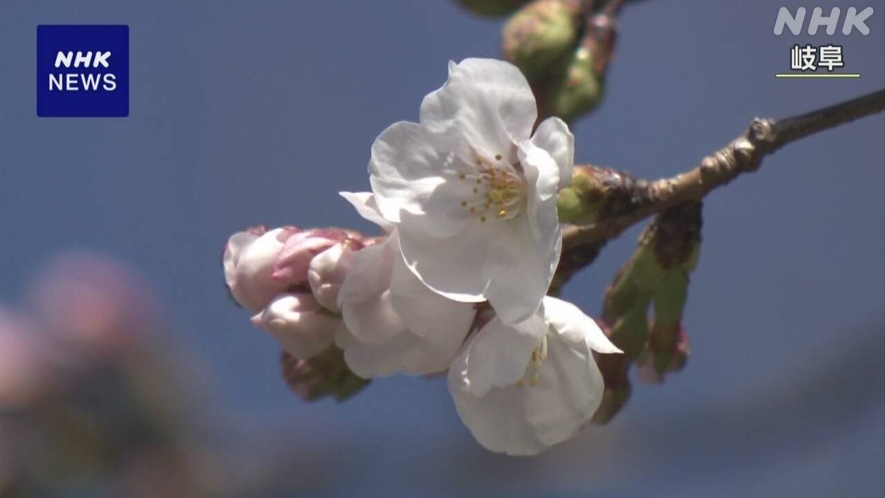 Cherry blossoms bloomed in Yamanashi, Gifu, and Kochi Prefectures.