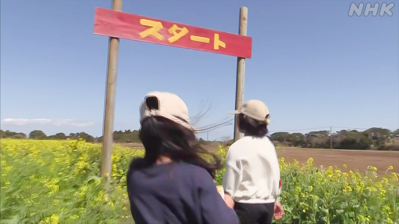 Enjoy a maze of rape blossoms on Tanegashima Island, Kagoshima Prefecture