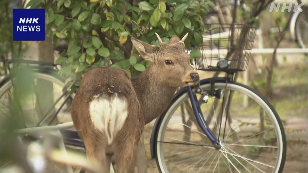 Deer in the streets of Osaka.