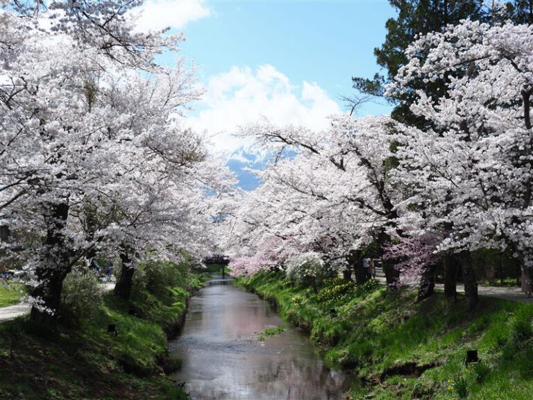Cherry blossoms are beautiful.