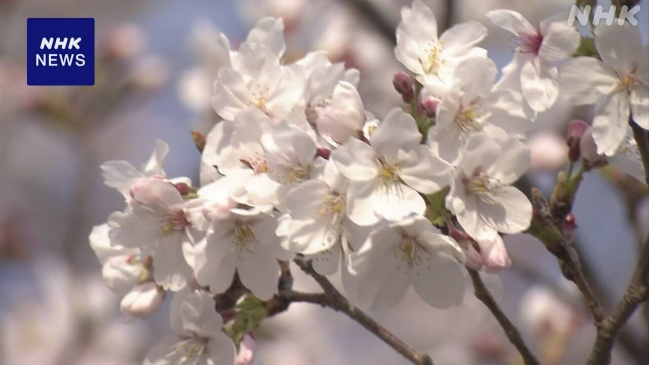Cherry blossoms in Kofu City, Yamanashi Prefecture: Earliest "full bloom" in Japan