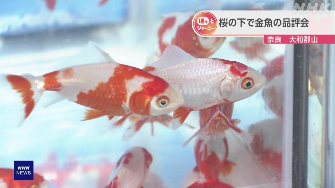 Nara Prefecture There was a meeting to decide the best goldfish.