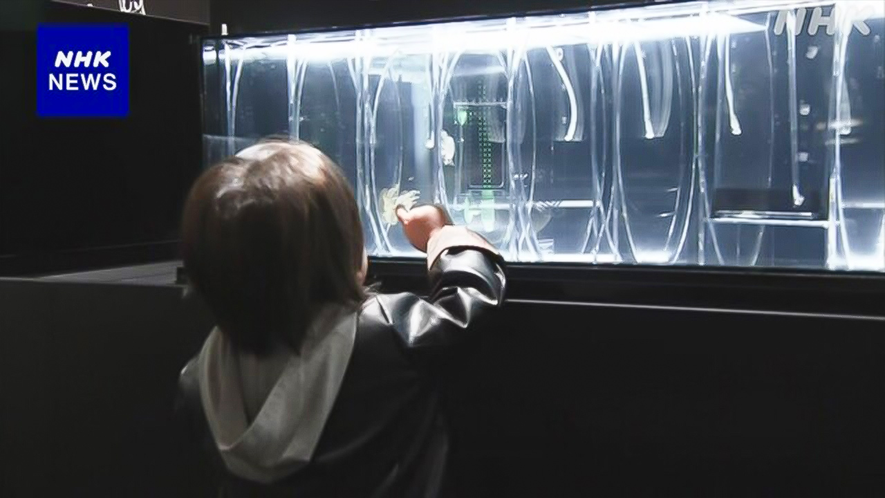 Yamagata Prefecture "Jellyfish Aquarium" is newly renovated.
