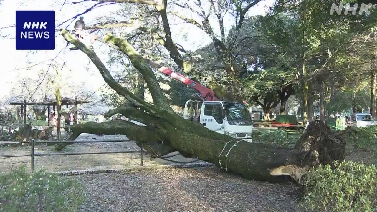 Cherry tree falls in Tokyo park