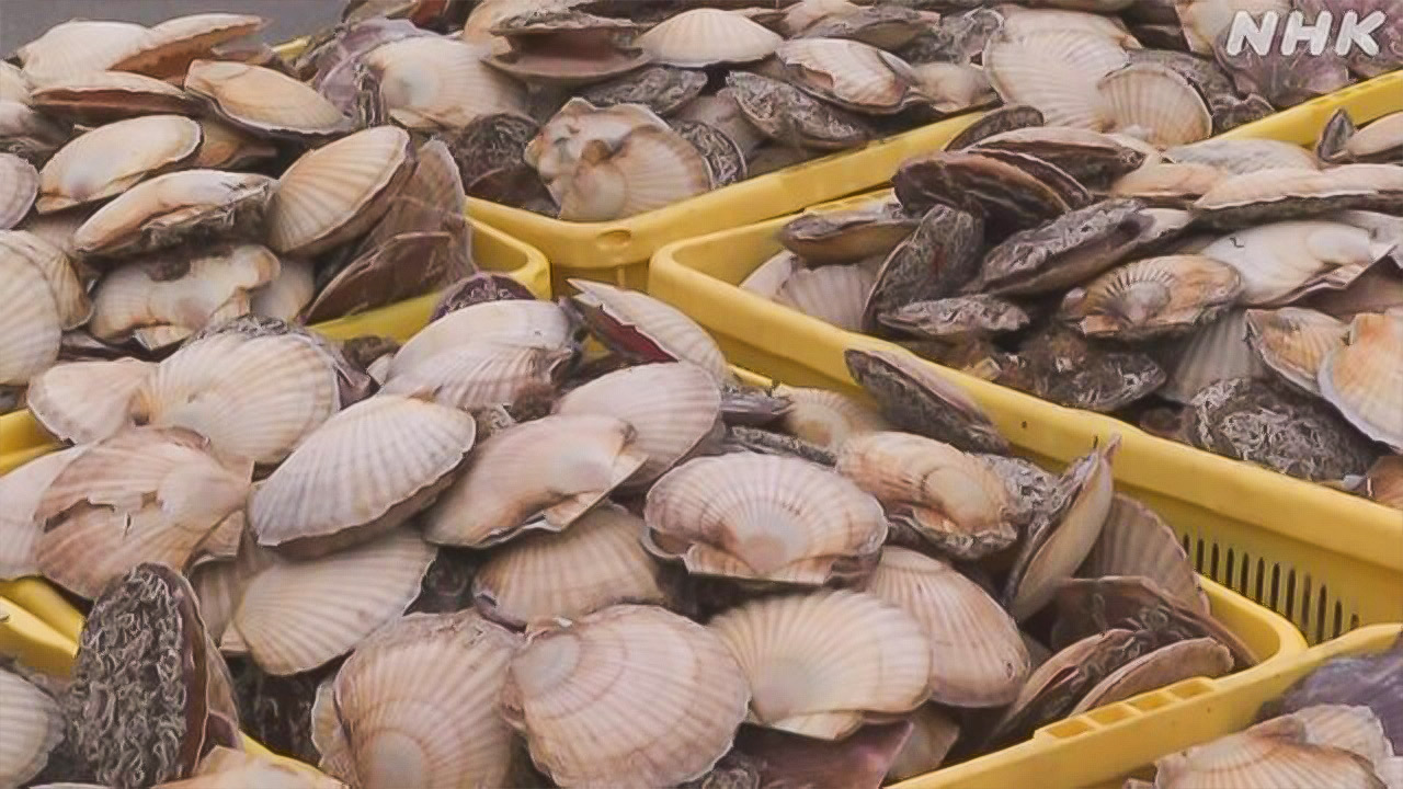 Hokkaido Spring Scallop Fishing Begins