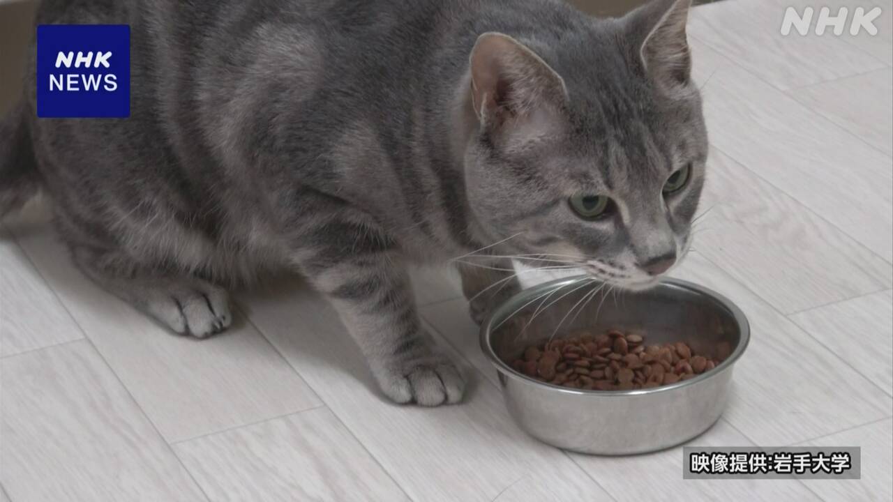 Iwate University, "Cats leave food behind because they get used to the smell."
