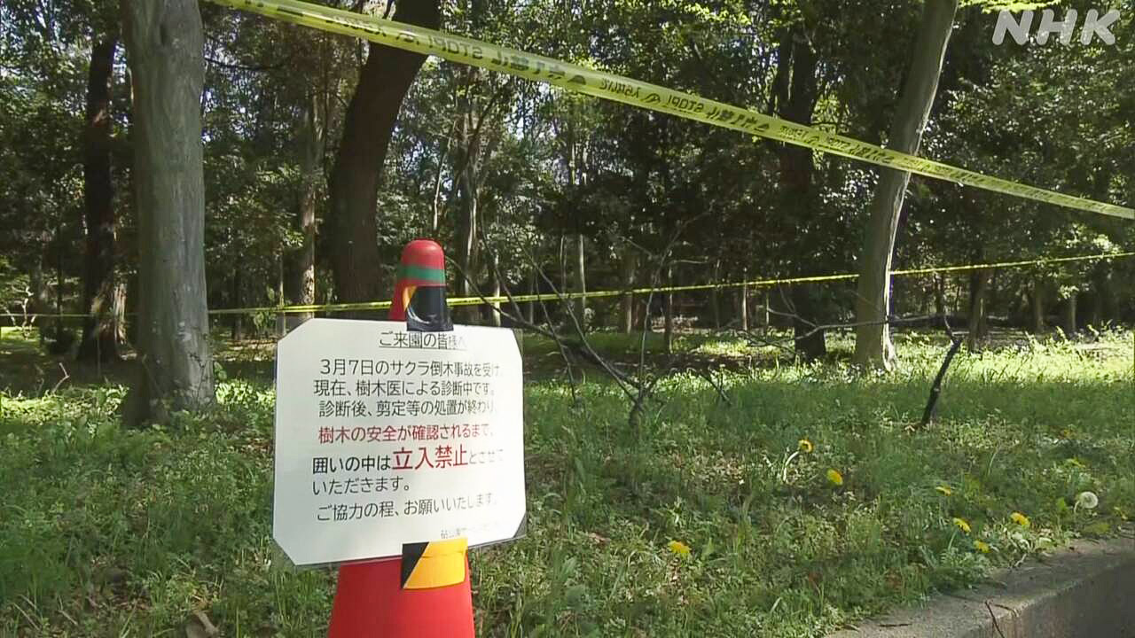 Tokyo, Japan Checking for a tree about to fall in a park.