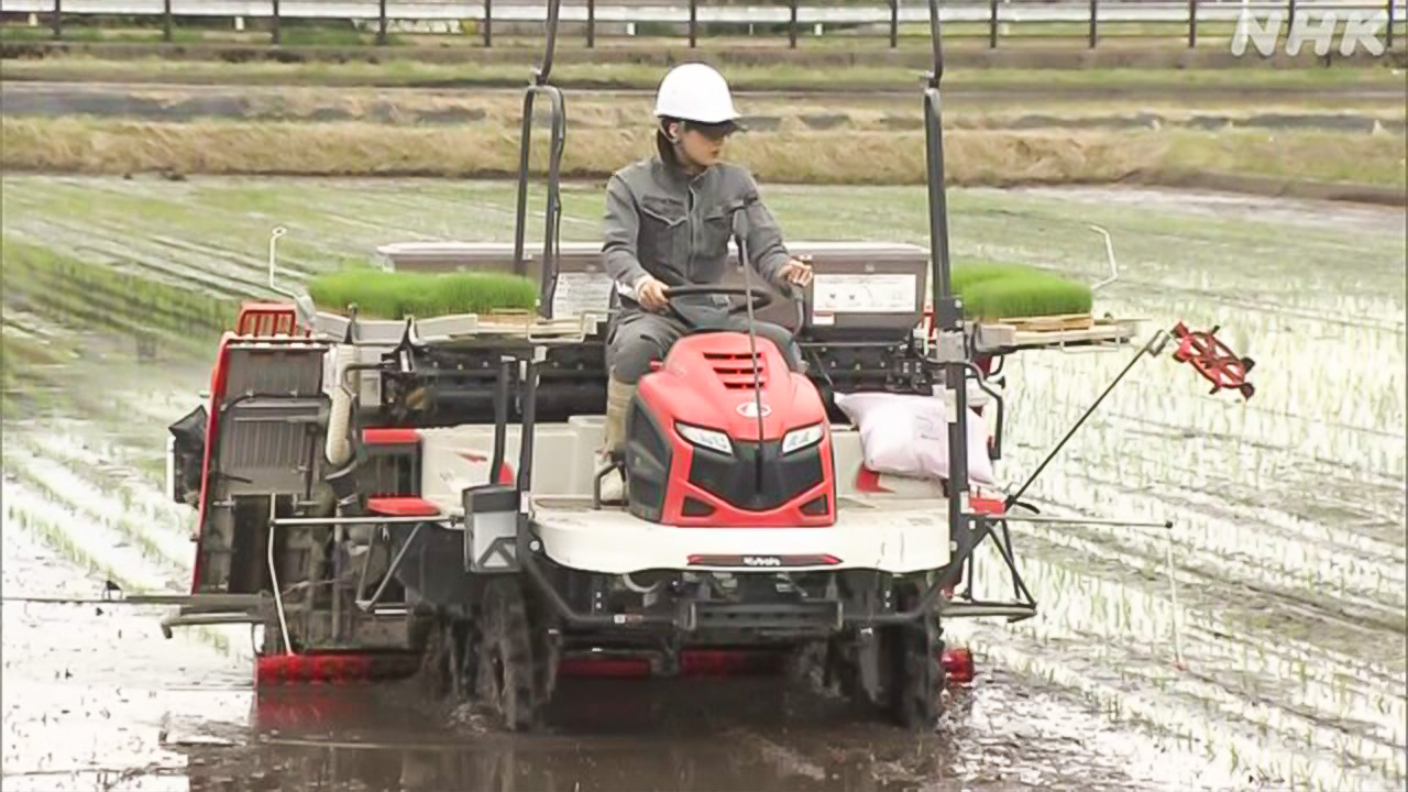 Rice farmers are in trouble because of high oil prices.