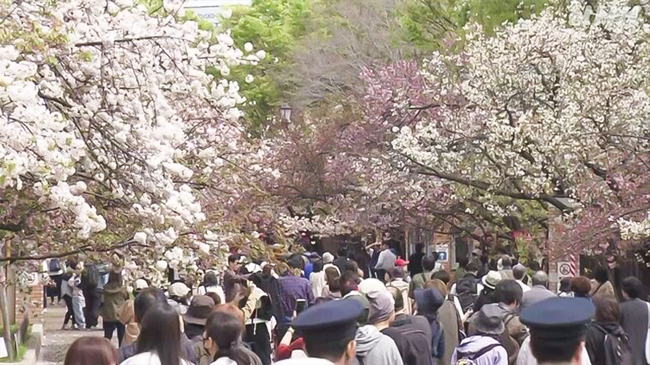 Enjoy 140 varieties of cherry blossoms at the Osaka Mint