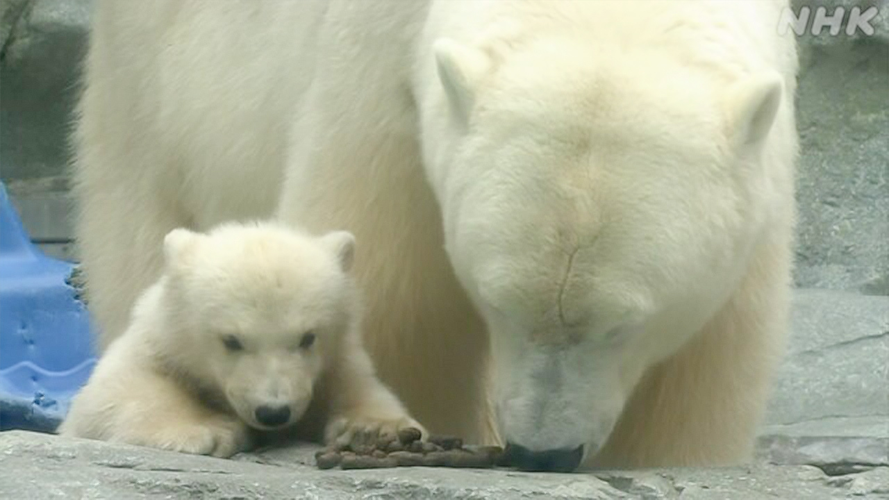 Akita Prefecture: Allowing baby polar bears to be seen.