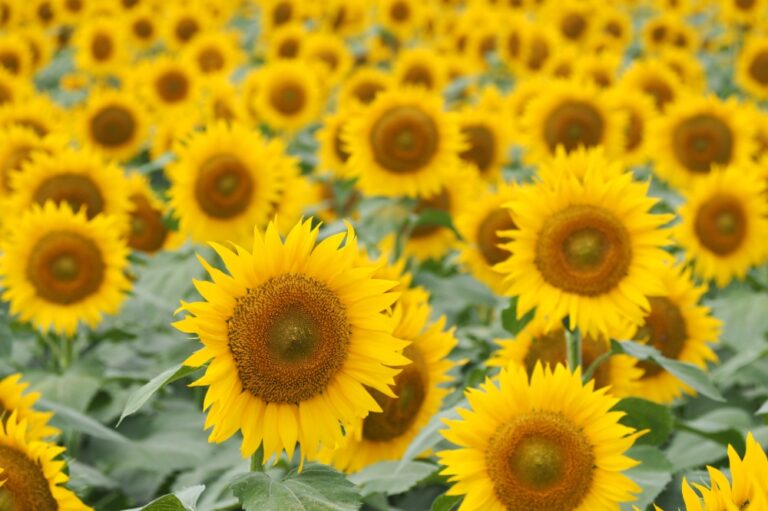 seasonal flowers