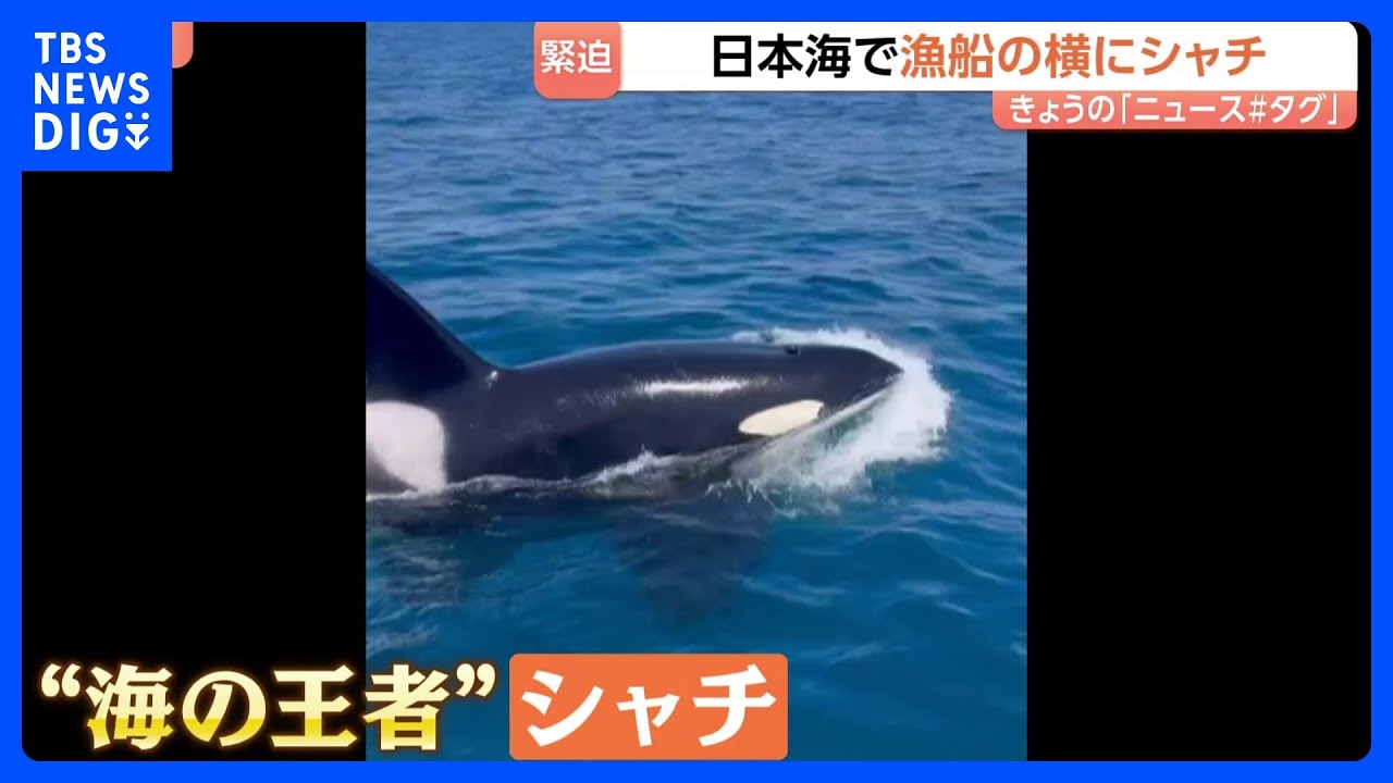 「えぐい、えぐい！」日本海で漁船に近づいてきたのは…“海の王者”シャチ　石川・能登町の漁師も驚く「宝くじに当たったレベル以上」その瞬間映像｜TBS NEWS DIG