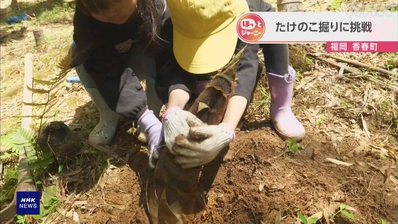 Fukuoka Prefecture Children dug "bamboo shoots" out of the ground.