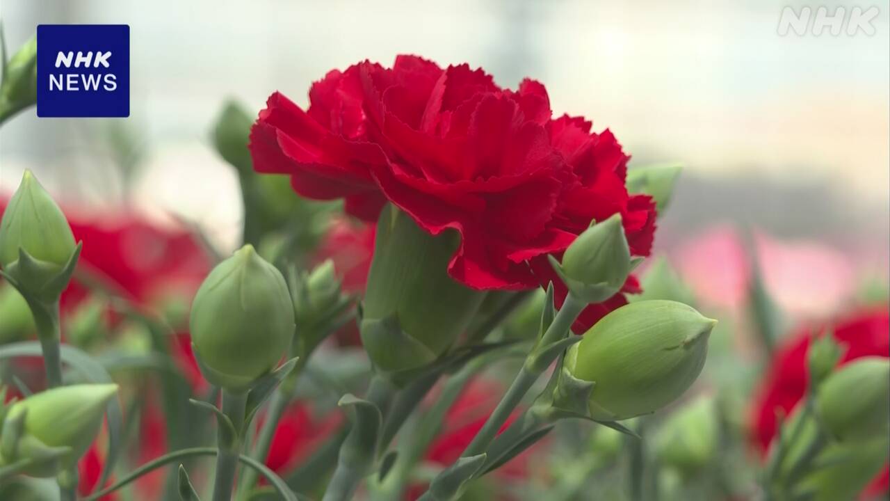 Busy sending carnations before "Mother's Day."