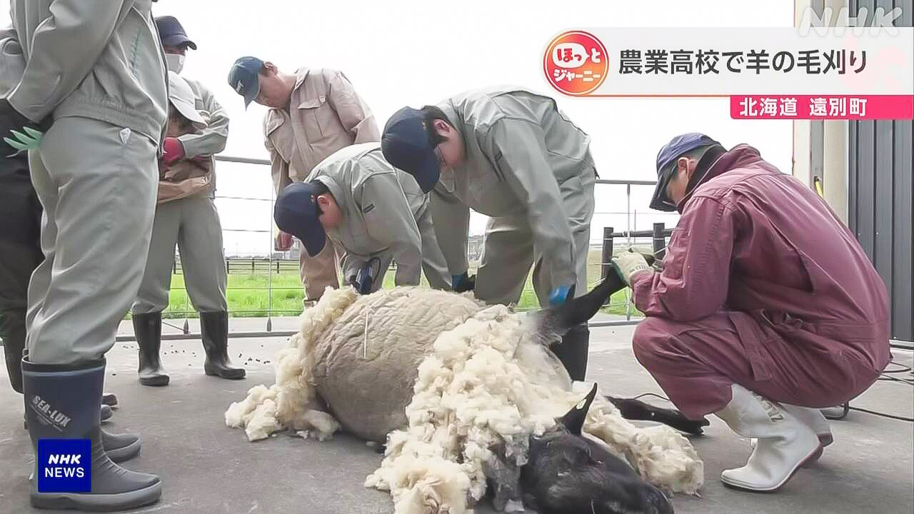 Hokkaido High school students shearing sheep