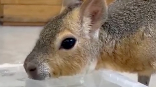 A mara drinking the bathwater of an iguana during its bath ⇨ "It's gulping it down, lol" and "It must have been good broth" made the internet burst into laughter.