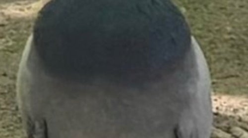 The pigeon’s “big yawn” has made the internet laugh, with voices saying, “So cute!” and “It feels alive!” at this rare moment that is seldom seen.